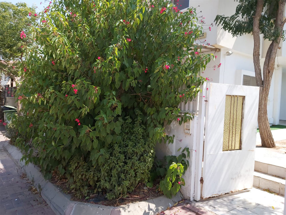 a3e6a6cf-43a9-41c5-8c1c-bc639d675fe9 דירה למכירה ברחובות 7 חדרים ברחוב שלום צעידי